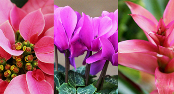 Adding Blossoming House Plants to the Holidays