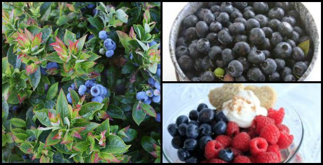 Celebrate National Blueberry Month with Recipes, and Planting Tips