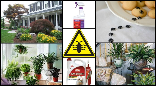 Bugged by Bugs in your Home?