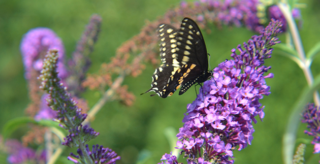 Create a Welcoming Garden for Bees and Butterflies