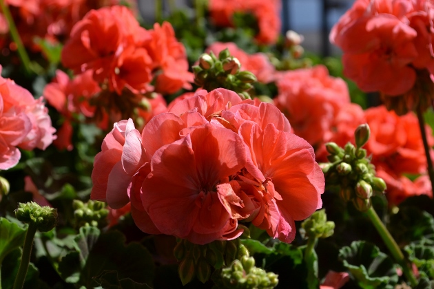 Top 5 Tips to Care for Your Summer Garden