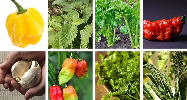 New Varieties of Plants from Chef Jeff