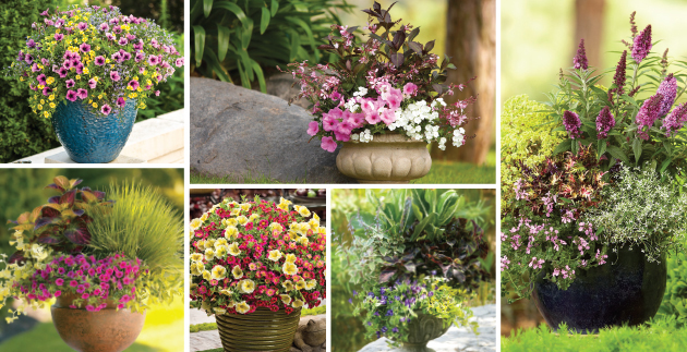 Container Gardening Made Easy