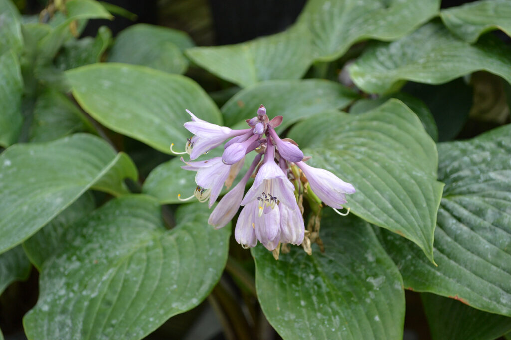 Top 10 Cool Plants for Shady Areas