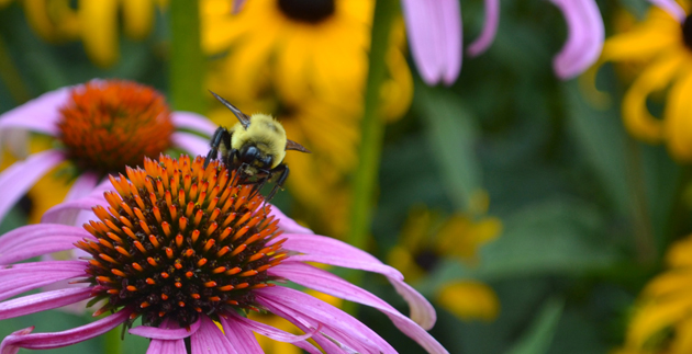 Create a Pollinator-Friendly Garden