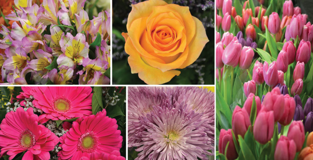 7 Tips to Keep Cut Flowers Fresh