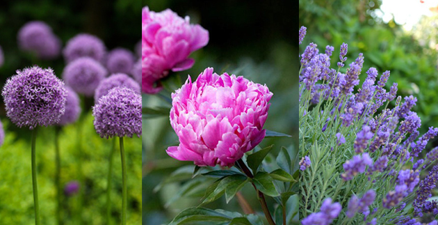 The Favorites: Darrell’s Favorite Plants