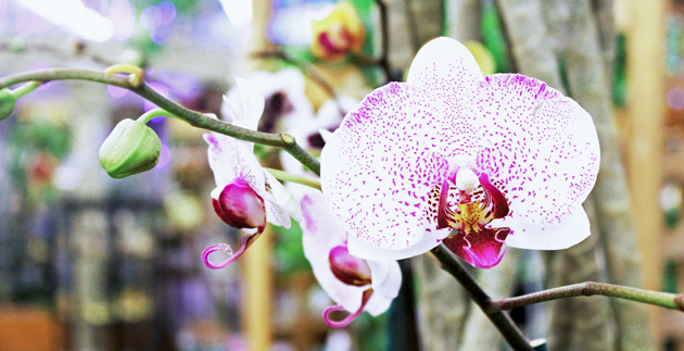 Demystifying the Orchid: Ten Tips from Our Orchid Expert Meg