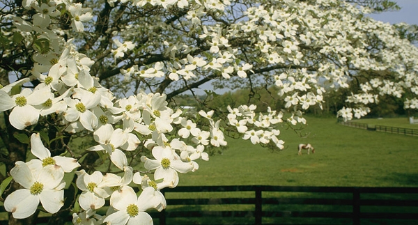 PLANT SPOTLIGHT:  Spring-flowering Plants