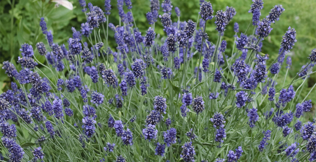 Employee Spotlight: Sterling Weber