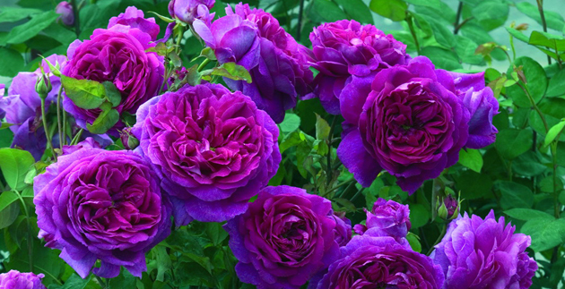 Every Day Gifts for the Stylish Gardener