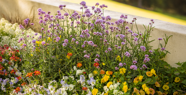 Flowering Plants for Fall