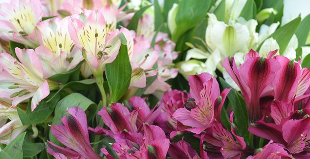 Flowers to Brighten a Winter Day