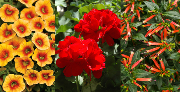 The Favorites: A Selection of Frank’s Favorite Warm-Colored Annuals