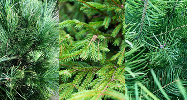 A Guide to Fresh-cut Christmas Trees