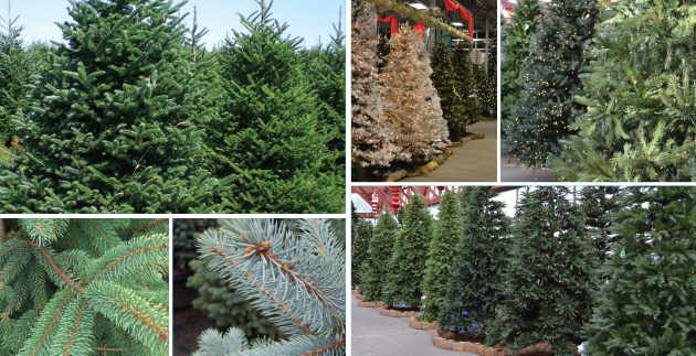 A Christmas Tradition: Selecting the Perfect Christmas Tree