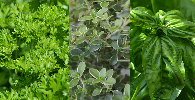 Freshen Up Winter Meals with Herbs