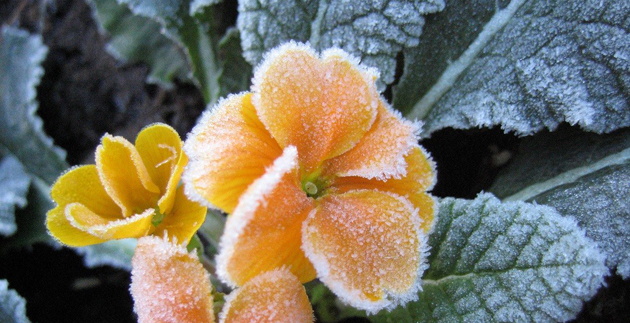 Protect Plants from Frost