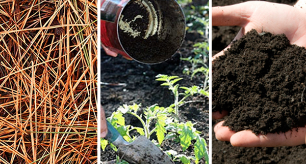 Debunking Garden Myths