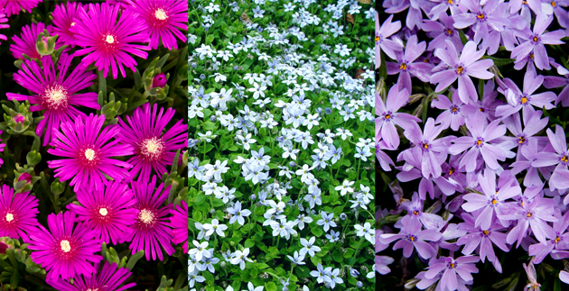 Ground Covers for Your Garden