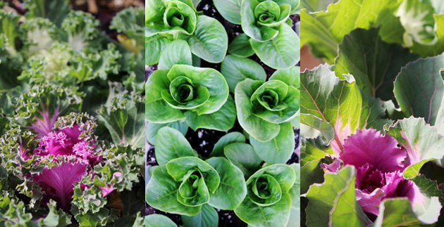 Garden to Table: Vegetable Gardening in Your Backyard