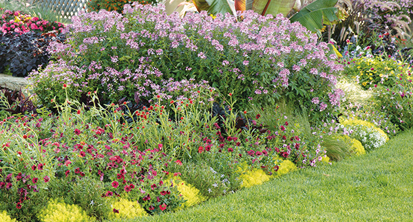 How to Select a Healthy Plant