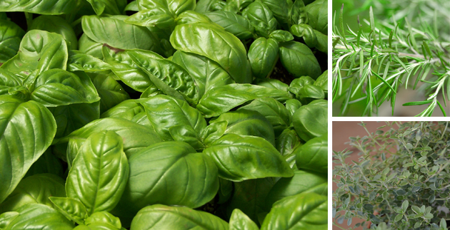 Cocktails Inspired by Your Indoor Herb Garden