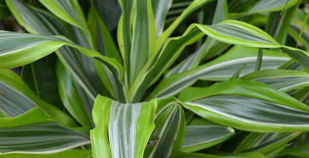A Breath of Fresh Air – House Plants