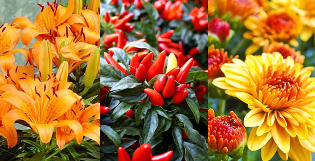 Autumn-Toned House Plants