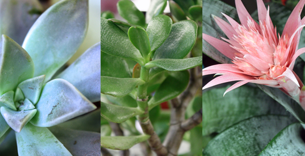 Caring for Succulents