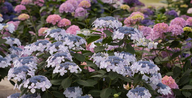 Caring for Your Hydrangeas