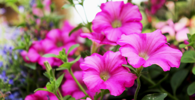 How to Water Your Garden