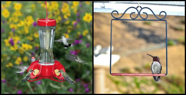All about Attracting Hummingbirds