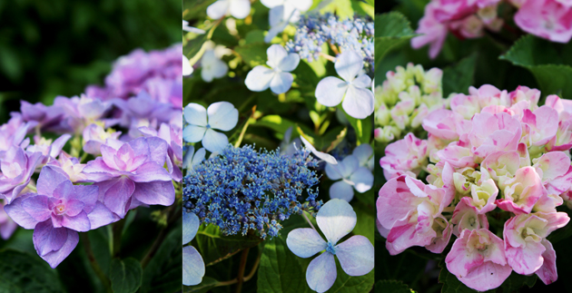 Hydrangeas 101