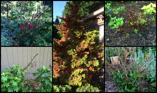 Is It Time to Let Go? Assessing Plants with Winter Damage