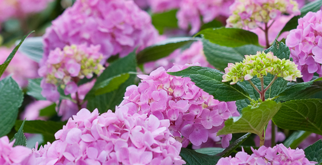 July Seminars & Workshops at English Gardens