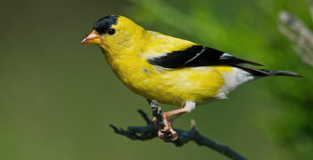 Keeping Birds Around for the Winter