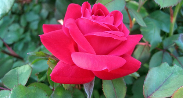 PLANT SPOTLIGHT: Knock Out ® Roses