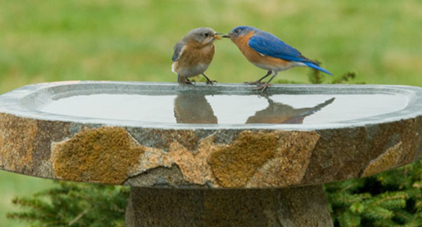 PRODUCT SPOTLIGHT: Birdbaths