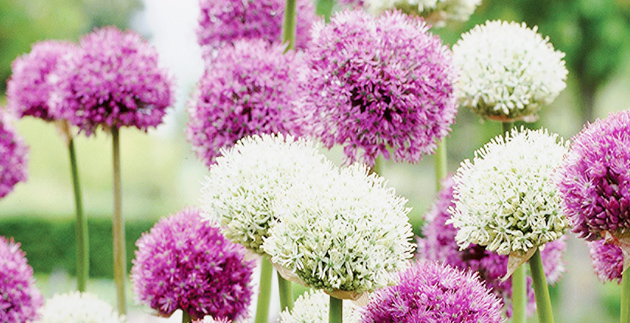 Landscaping Trends You Should Try in 2016