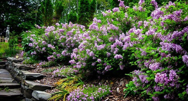 PLANT SPOTLIGHT: Lilacs