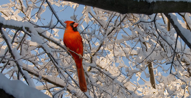 Local Trails for Birdwatching