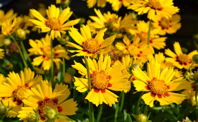 Top 10 Tips for Low Maintenance Gardening