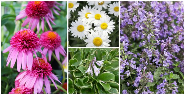 Top 10 Low Maintenance Perennials