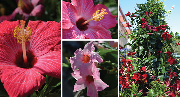 Tropical Plants to Brighten Any Outdoor Space