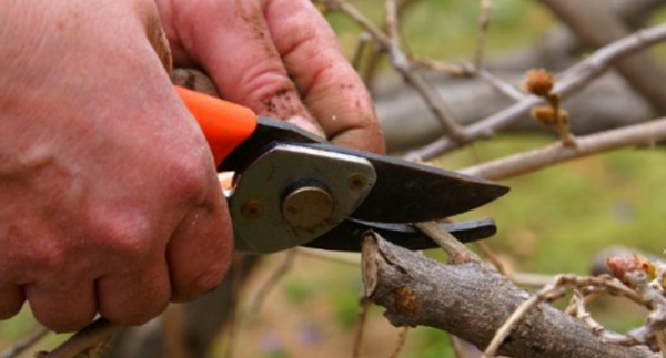 What to do in the Garden Right Now: March