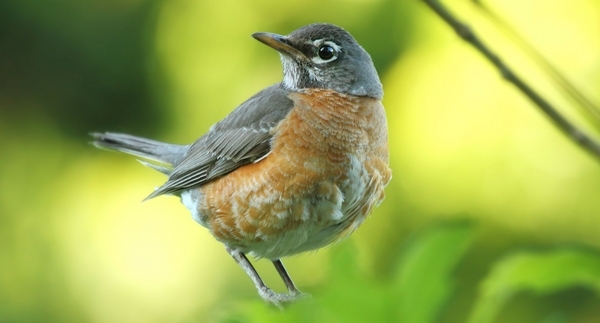 March Gardening Checklist