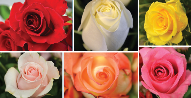 The Meaning of Roses