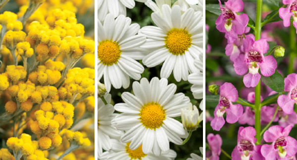 New Proven Winners Annuals