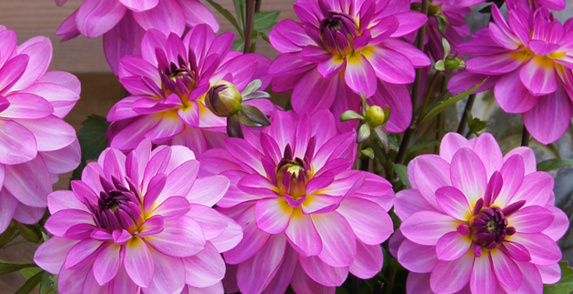 Spring Project: Plant Bulbs for the Summer